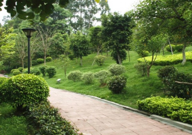 多年生草花的節制播種技能